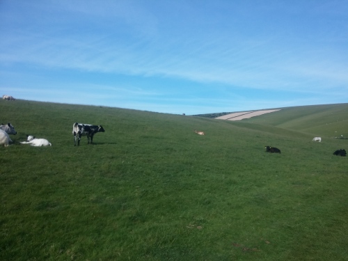 Cattle on the South Downs, Southerham, 30 May 2015